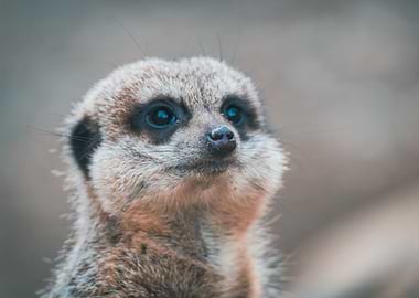Meerkat
