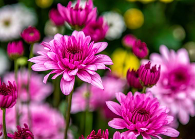 Purple Dahlia flowers
