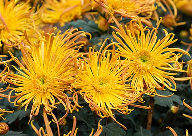 Spider mums blossoms