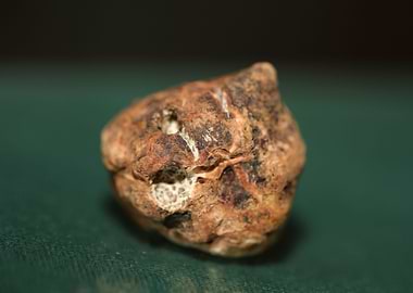 White truffle mushroom