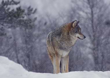 Wolf in the snow