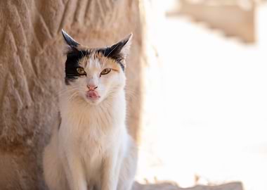 A Unique Egyptian Cat