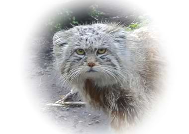 Manul