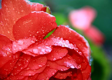 Rainy Begonia