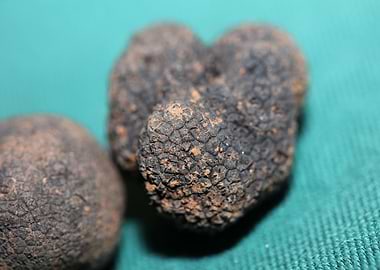 Black truffle mushroom