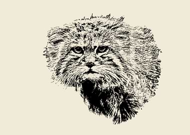 Manul