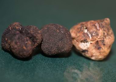 White and black truffles