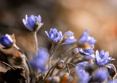 Purple Hepatica nobilis
