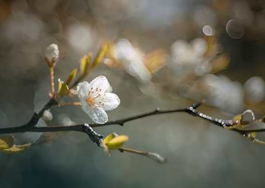 Spring twigs and flowers