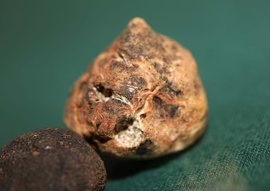 White truffle mushroom