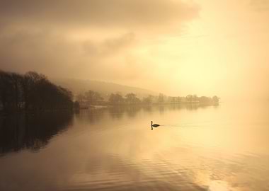 Swan in golden sunset
