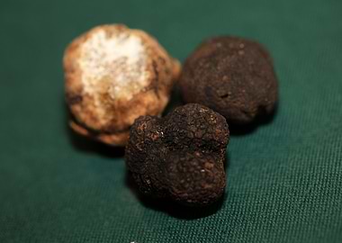White and black truffles