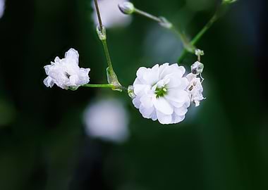 Macro of Gypsophila
