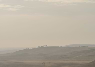Camels in the Desert
