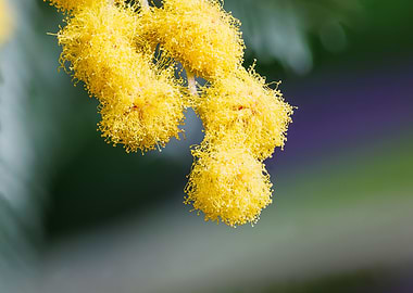 Macro of a mimosa