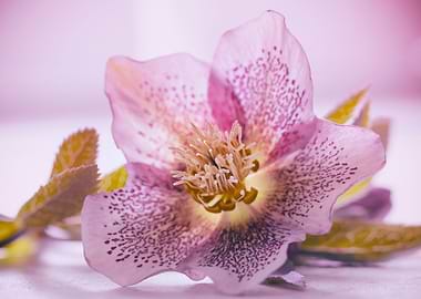 Pink flowers Hellebore