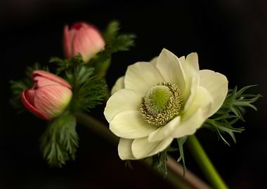 Anemone