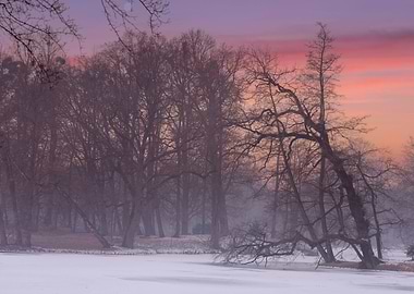 Winter morning in the park