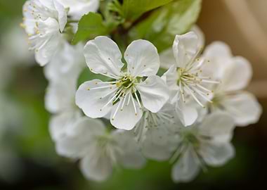 White spring cherry flower