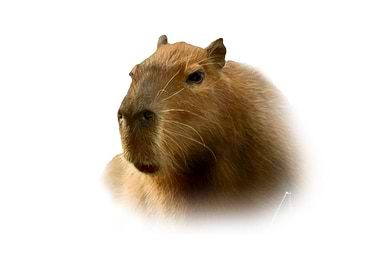 Capybara portrait