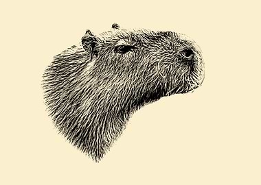 Capybara portrait
