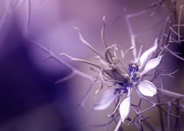 Purple Nigella damascena