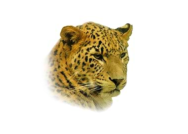 Leopard portrait
