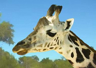 Giraffe portrait
