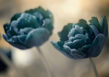 Blue Tulips in garden