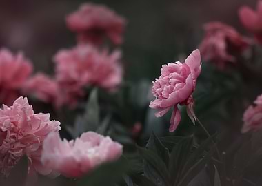 Pink Peonies