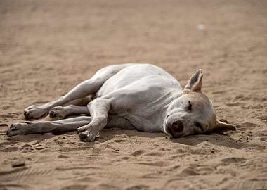 Relaxing in the Heat