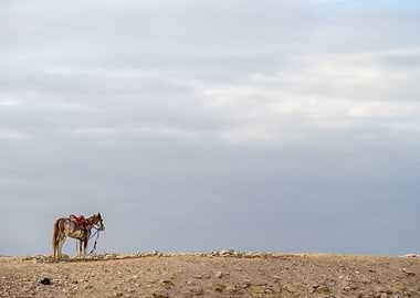 Horse in the Desert
