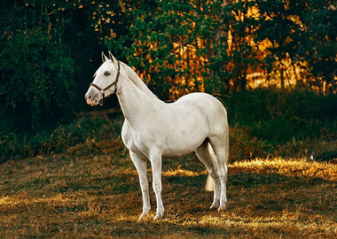 WHITE HORSE