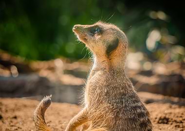 Meerkat