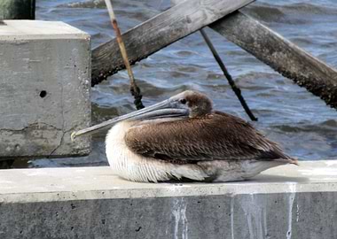 Pelican Resting
