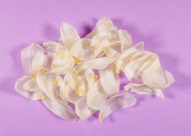 Lilac background with tuli