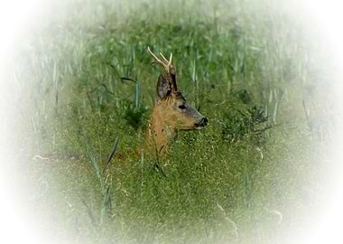 Roe buck