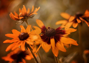 Orange summer flowers
