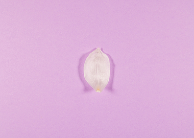 Lilac background with tuli