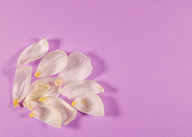 Lilac background with tuli