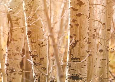 Mountain Aspens