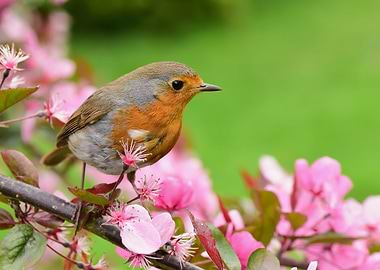 Robin in blossom tree