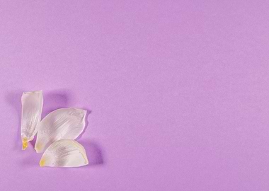 Lilac background with tuli