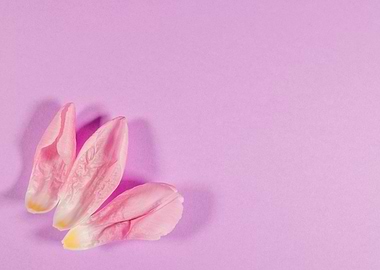 Lilac background with tuli