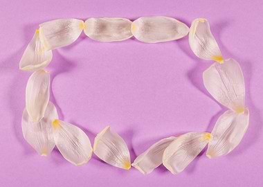 Lilac background with tuli