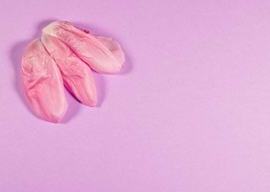 Lilac background with tuli