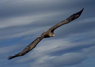 Flying eagle