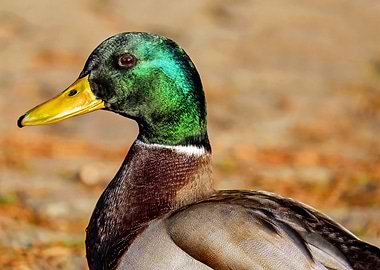Mallard duck