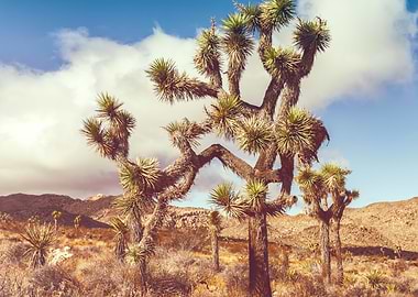 Joshua Trees