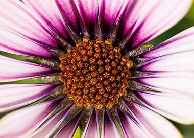 Macro of Cape daisy flower